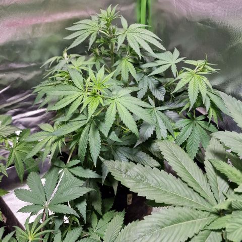 Orange Bud growlog timeline photo