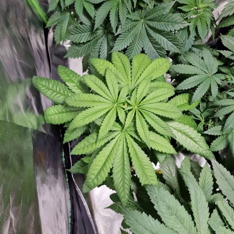 Super Lemone Haze  growlog timeline photo