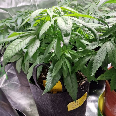 Super Lemone Haze  growlog timeline photo