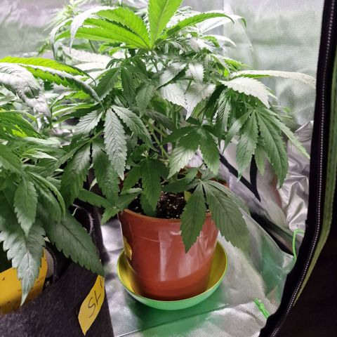 Skunk growlog timeline photo