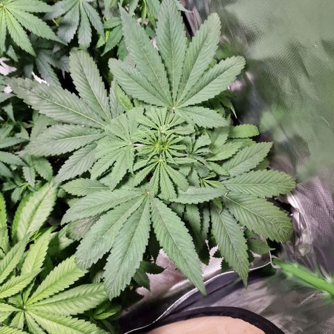 Skunk growlog timeline photo