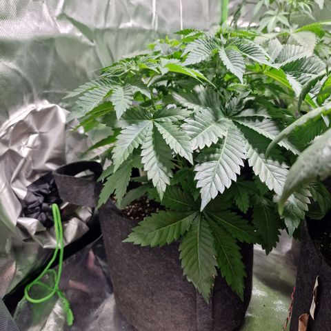 Northern Lights  growlog timeline photo