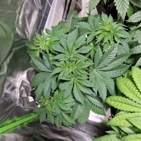 Northern Lights  growlog timeline photo