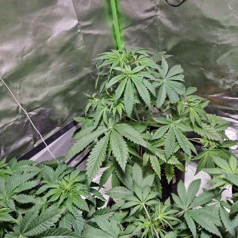 Passion Fruit  growlog timeline photo