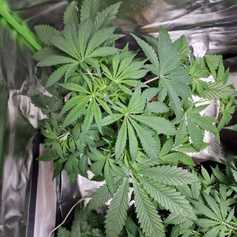 Passion Fruit  growlog timeline photo