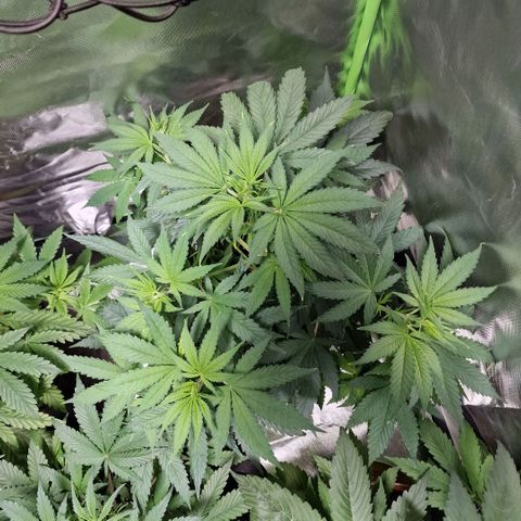 Orange Bud growlog timeline photo