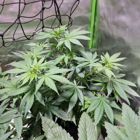 Orange Bud growlog timeline photo