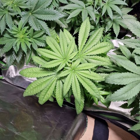 Super Lemone Haze  growlog timeline photo