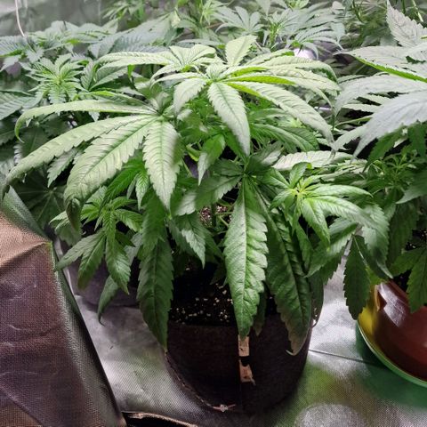 Super Lemone Haze  growlog timeline photo