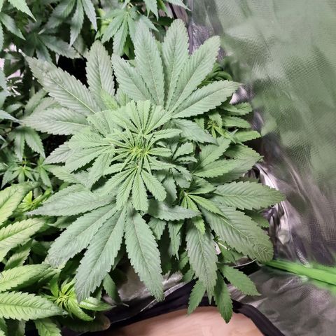 Skunk growlog timeline photo