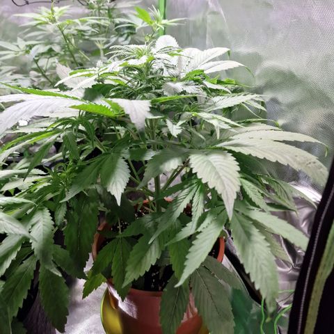 Skunk growlog timeline photo