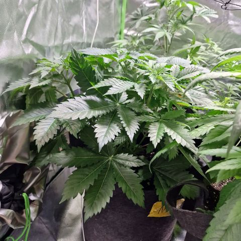 Northern Lights  growlog timeline photo