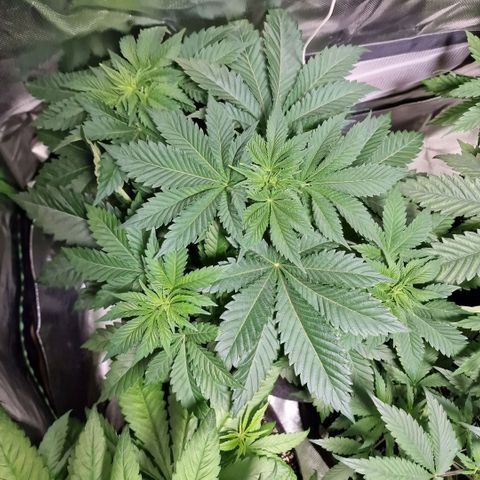 Northern Lights  growlog timeline photo