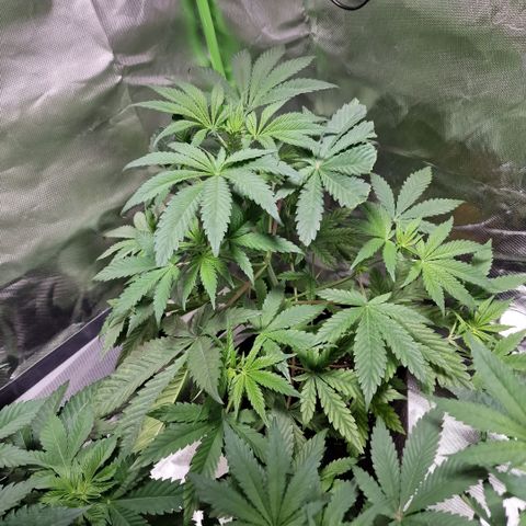 Passion Fruit  growlog timeline photo