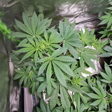 Passion Fruit  growlog timeline photo