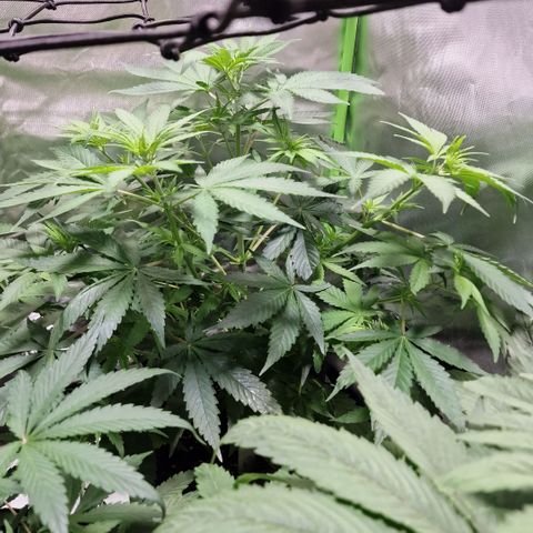 Orange Bud growlog timeline photo