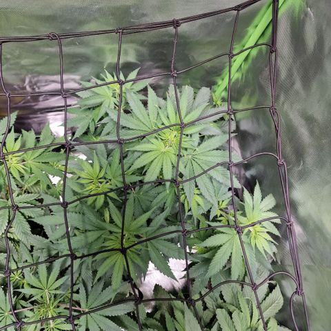 Orange Bud growlog timeline photo