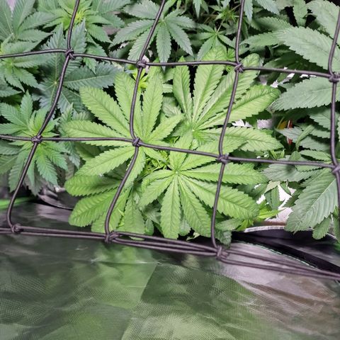 Super Lemone Haze  growlog timeline photo