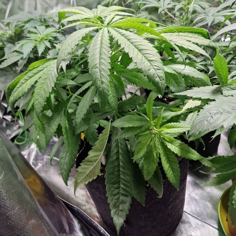 Super Lemone Haze  growlog timeline photo