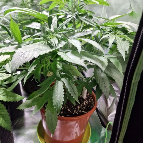 Skunk growlog timeline photo