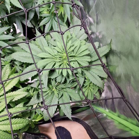 Skunk growlog timeline photo