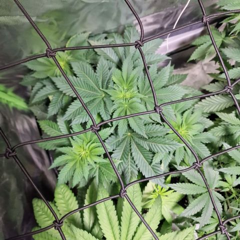 Northern Lights  growlog timeline photo