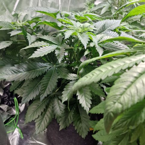 Northern Lights  growlog timeline photo