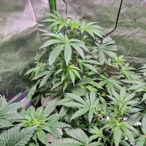 Passion Fruit  growlog timeline photo
