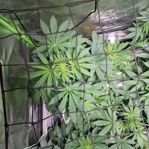 Passion Fruit  growlog timeline photo