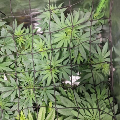 Orange Bud growlog timeline photo