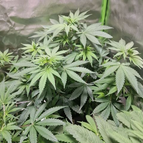 Orange Bud growlog timeline photo
