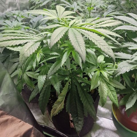Super Lemone Haze  growlog timeline photo