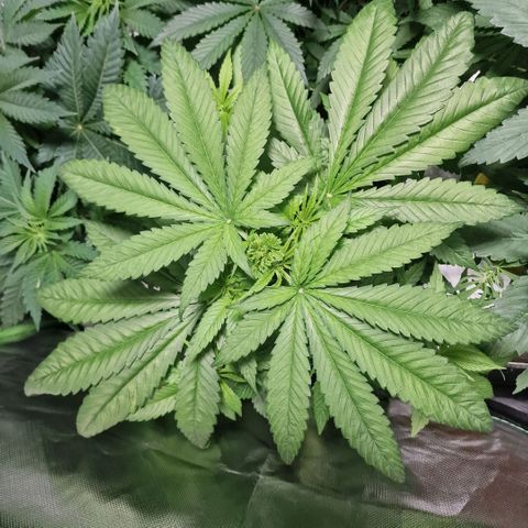 Super Lemone Haze  growlog timeline photo