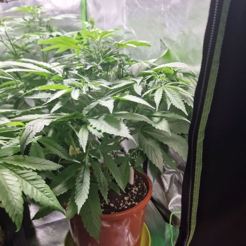 Skunk growlog timeline photo