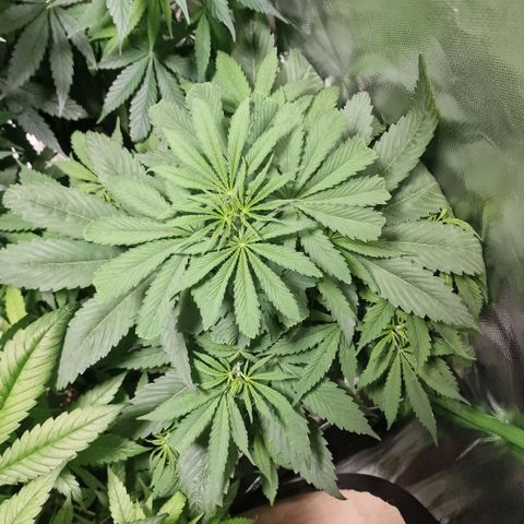 Skunk growlog timeline photo
