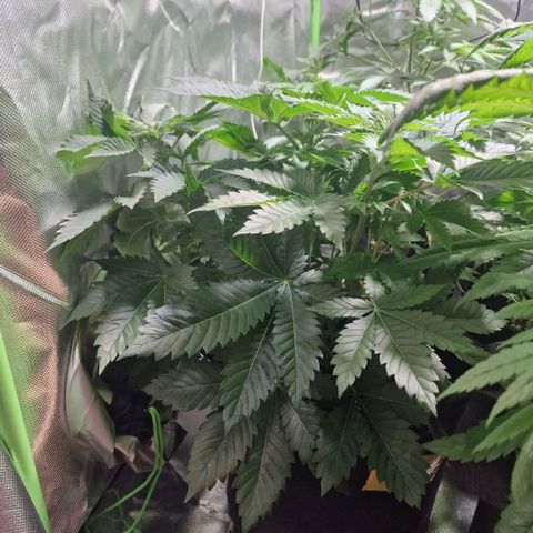 Northern Lights  growlog timeline photo