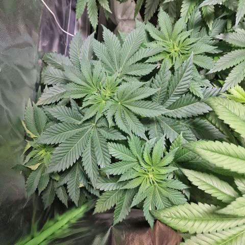 Northern Lights  growlog timeline photo