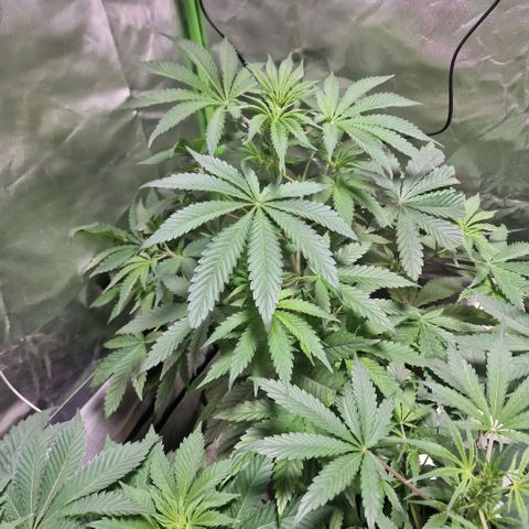 Passion Fruit  growlog timeline photo