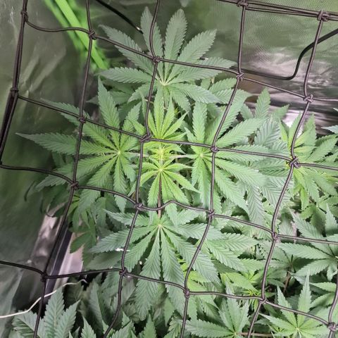 Passion Fruit  growlog timeline photo