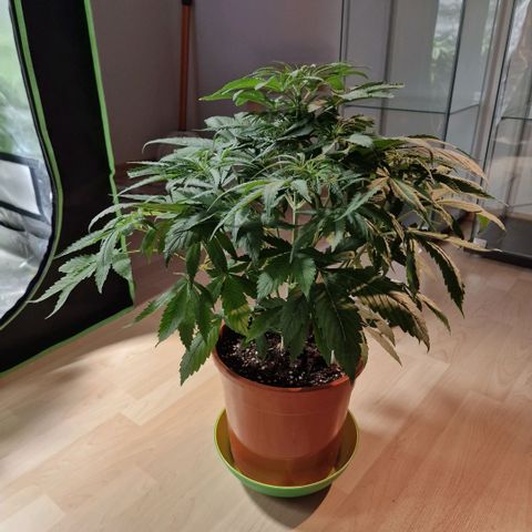 Skunk growlog timeline photo