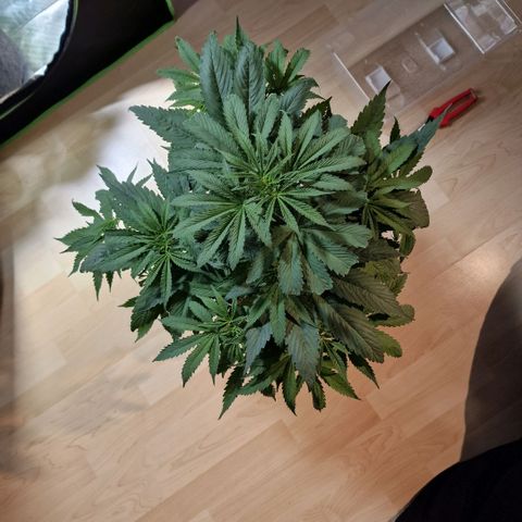 Skunk growlog timeline photo