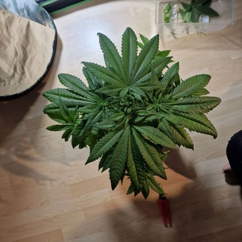 Super Lemone Haze  growlog timeline photo