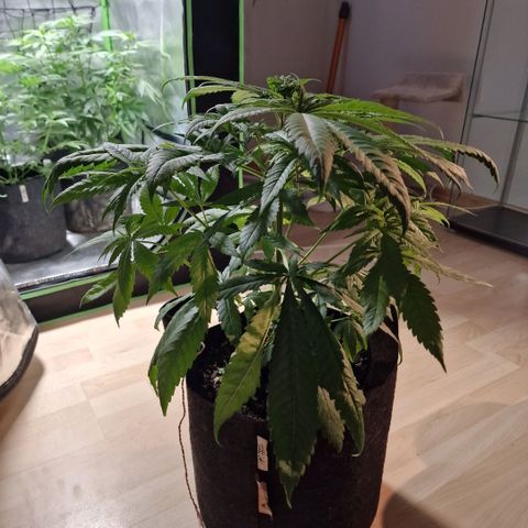 Super Lemone Haze  growlog timeline photo