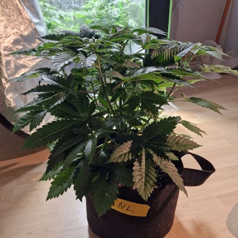Northern Lights  growlog timeline photo