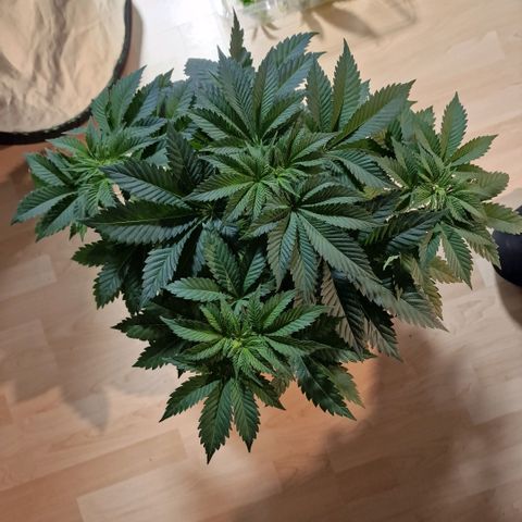 Northern Lights  growlog timeline photo