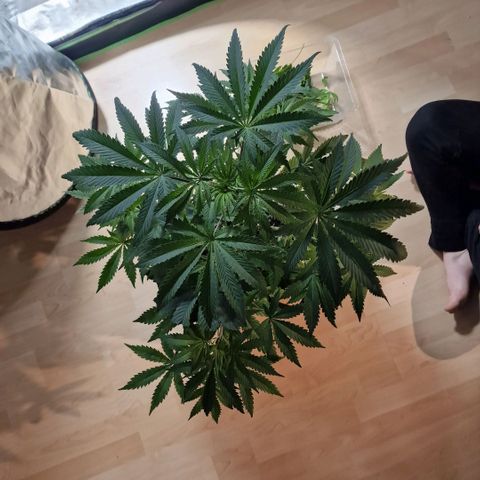 Passion Fruit  growlog timeline photo