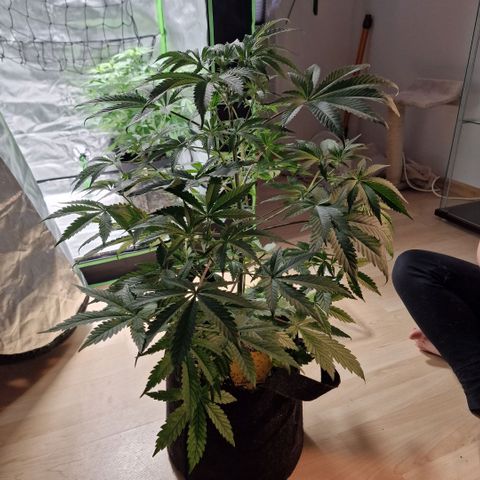Passion Fruit  growlog timeline photo