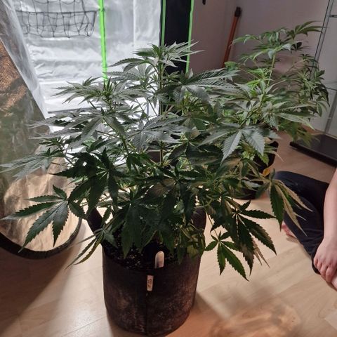 Orange Bud growlog timeline photo