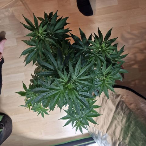 Orange Bud growlog timeline photo