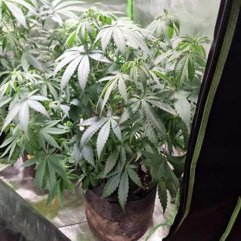 Orange Bud growlog timeline photo